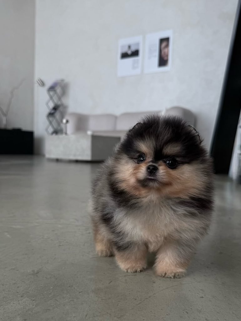 Pomeranian Puppies for Sale in Pennsylvania