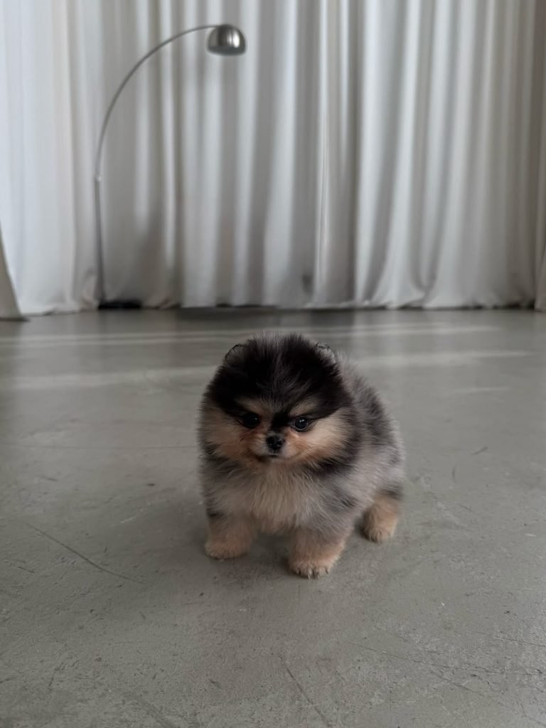 Pomeranian puppies for sale in Georgia