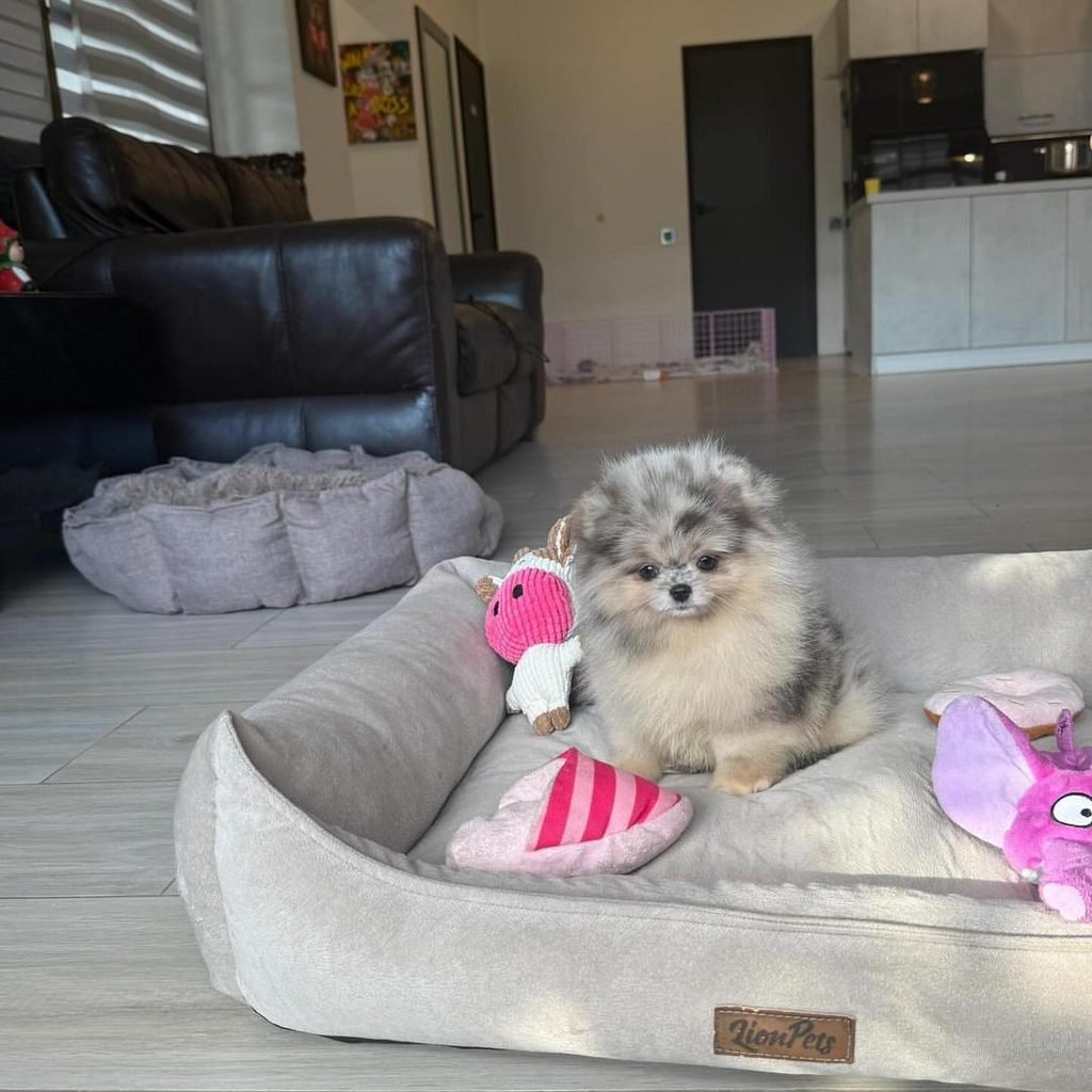 Blue Merle Pomeranian Puppy