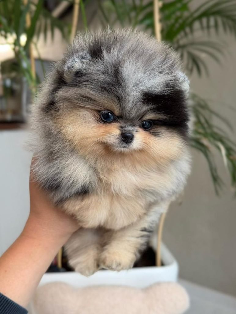 Blue Merle Pomeranian Puppies for Sale