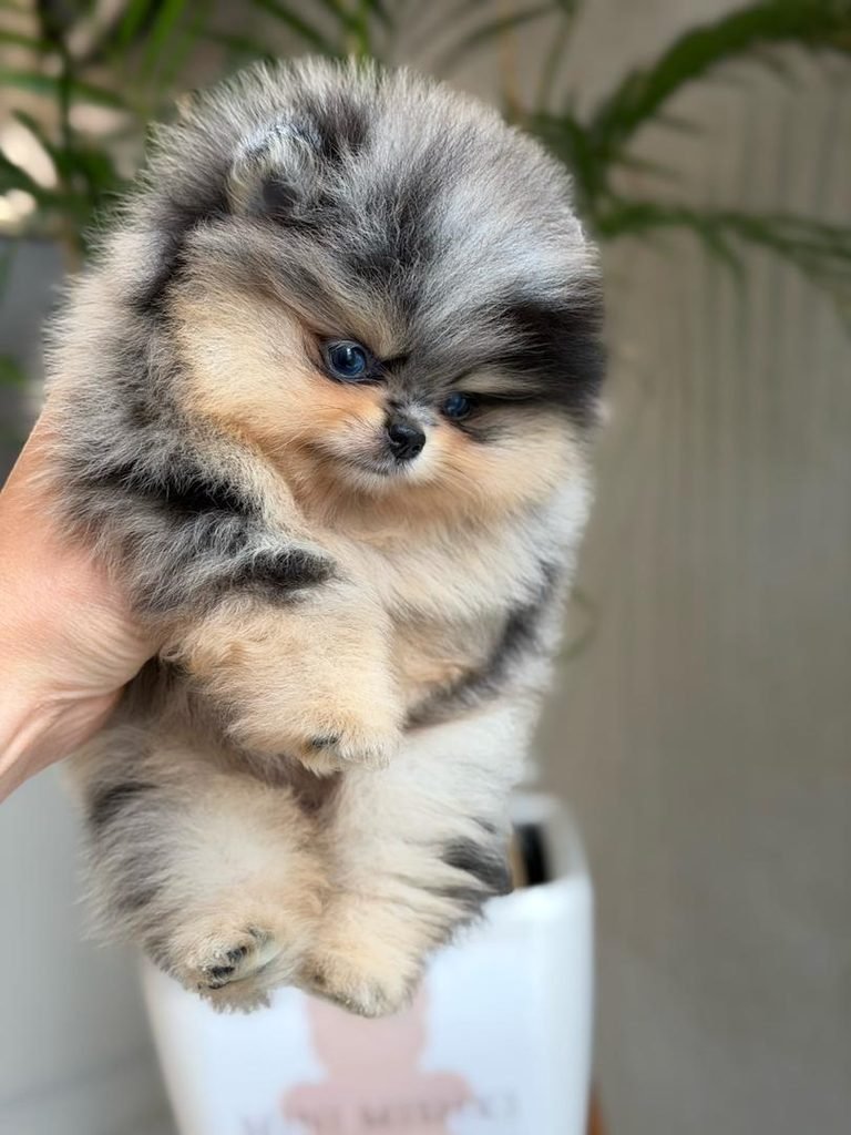 Blue Merle Pomeranian Colors