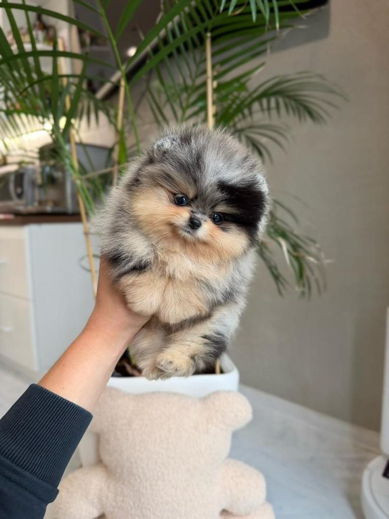 Blue Merle Pomeranian Appearance