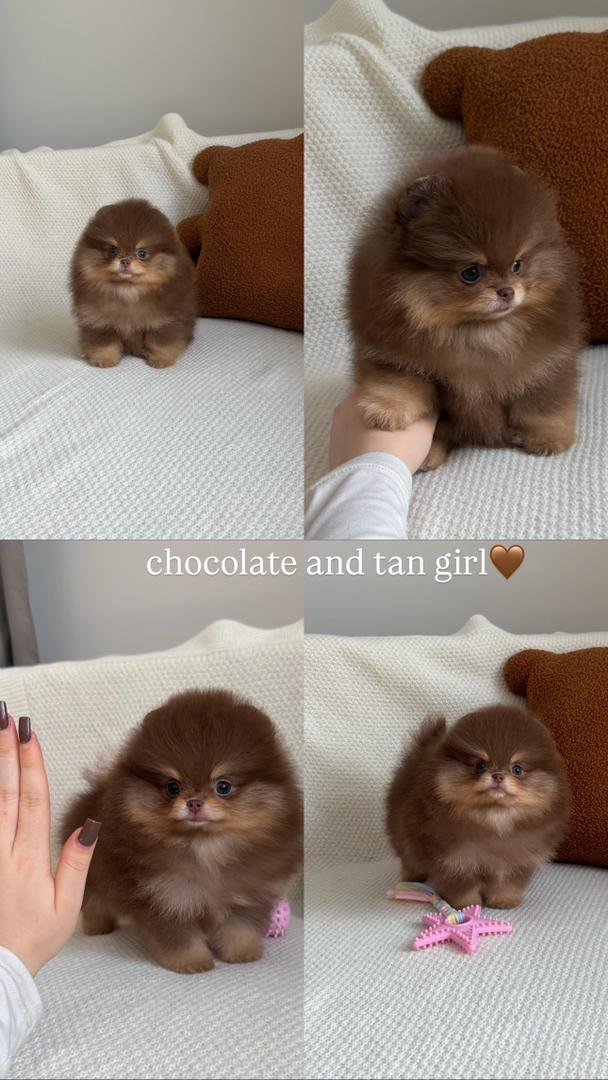 Pomeranian Price and puppy cost