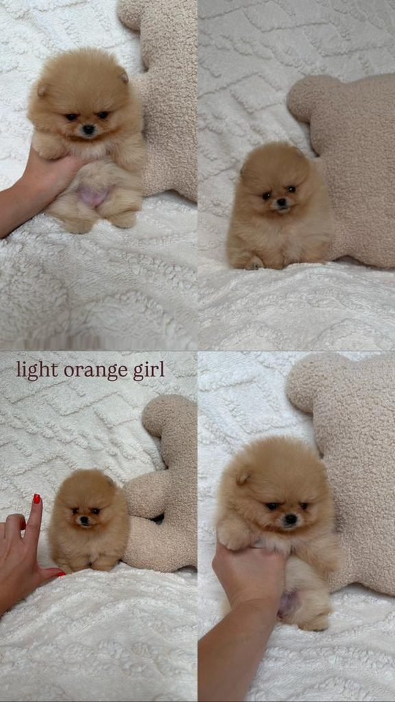 Pomeranian Puppy Price