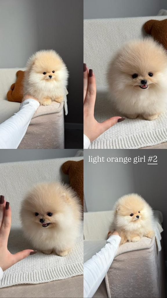 How Much Does a Pomeranian Cost