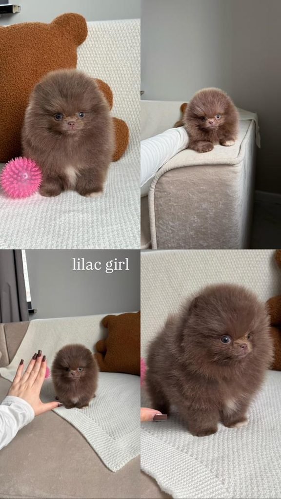 Pomeranian Dog Price