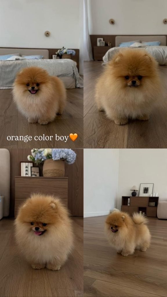 What Determines Pomeranian Puppy Prices