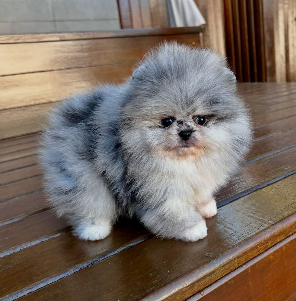 Pomeranian puppy available for purchase