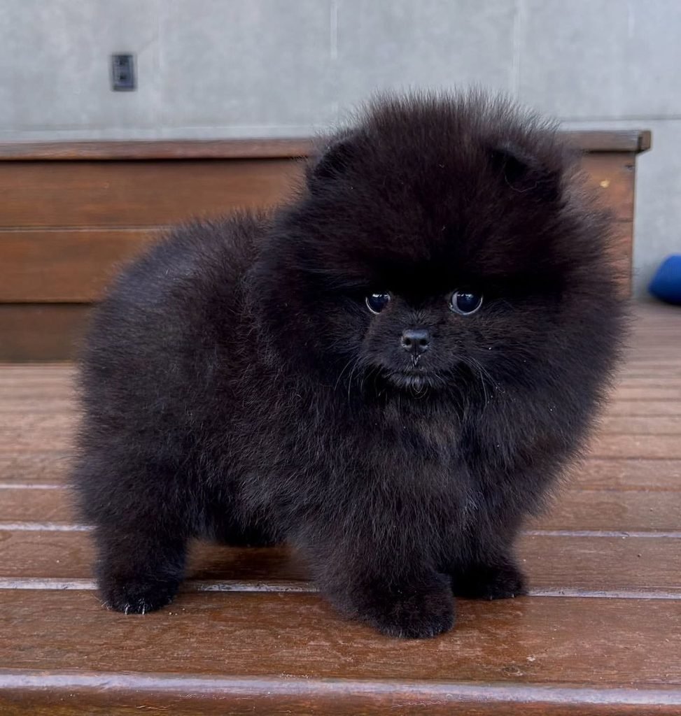 Pomeranian puppies for new owners