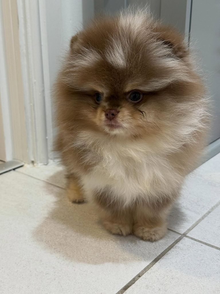 Pomeranian puppy homes available