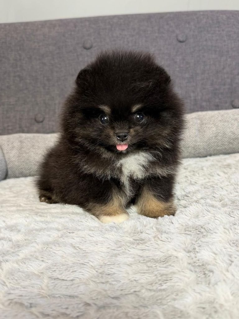 Pomeranian Puppy Reservation