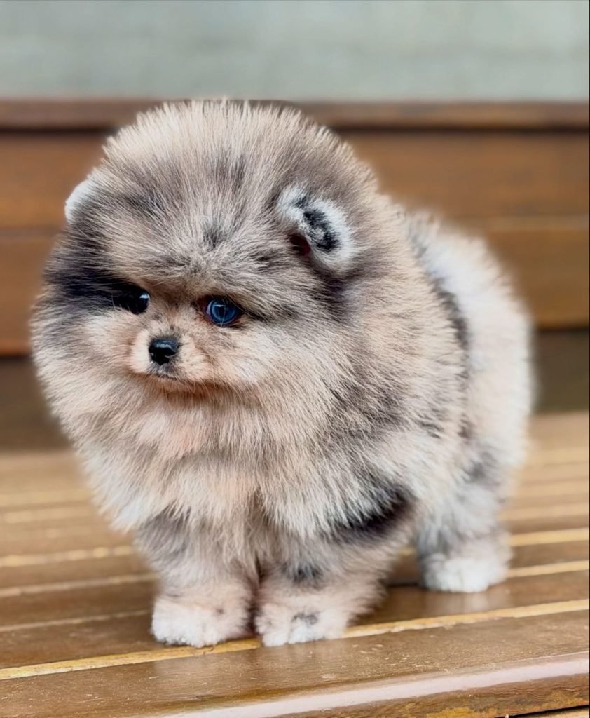 Reserve a Pomeranian puppy