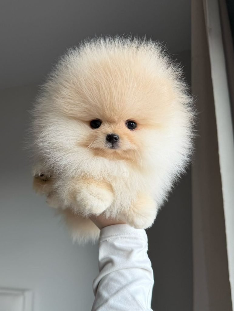 Pomeranian puppies near me for sale