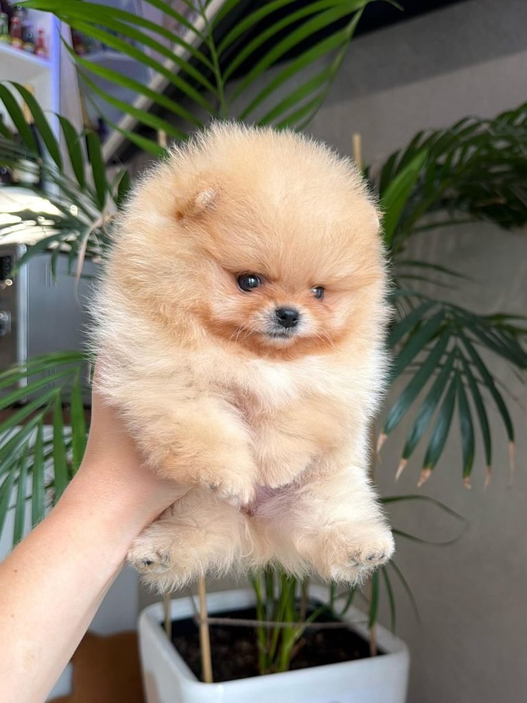 : Pomeranian puppies for sale in USA