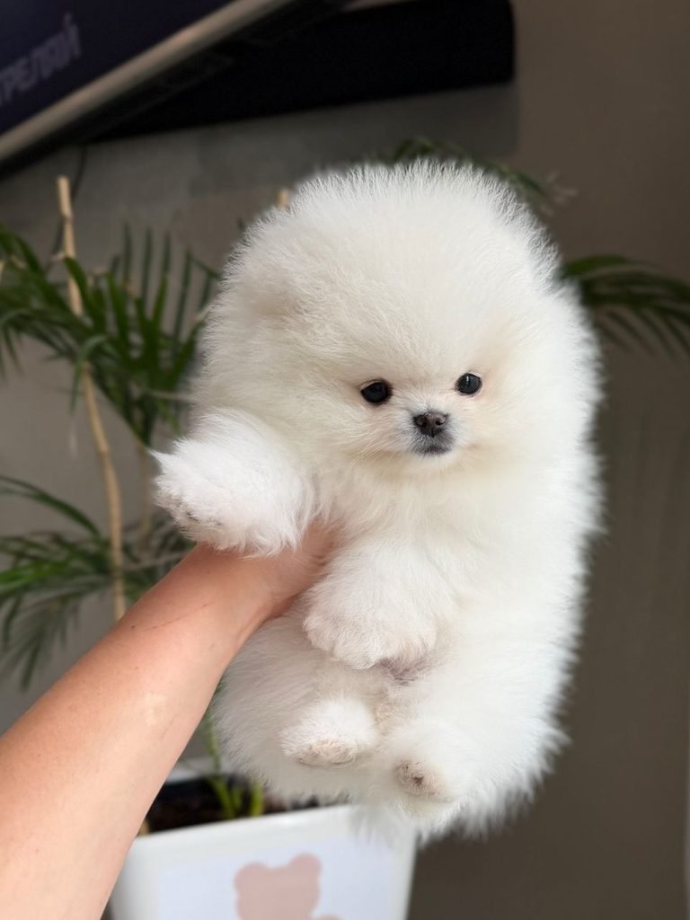 Pomeranian puppy delivery near me