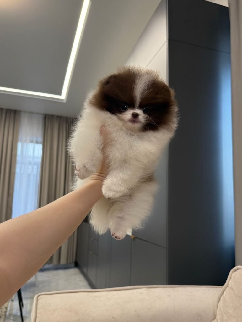 Pomeranian breeder with shipping