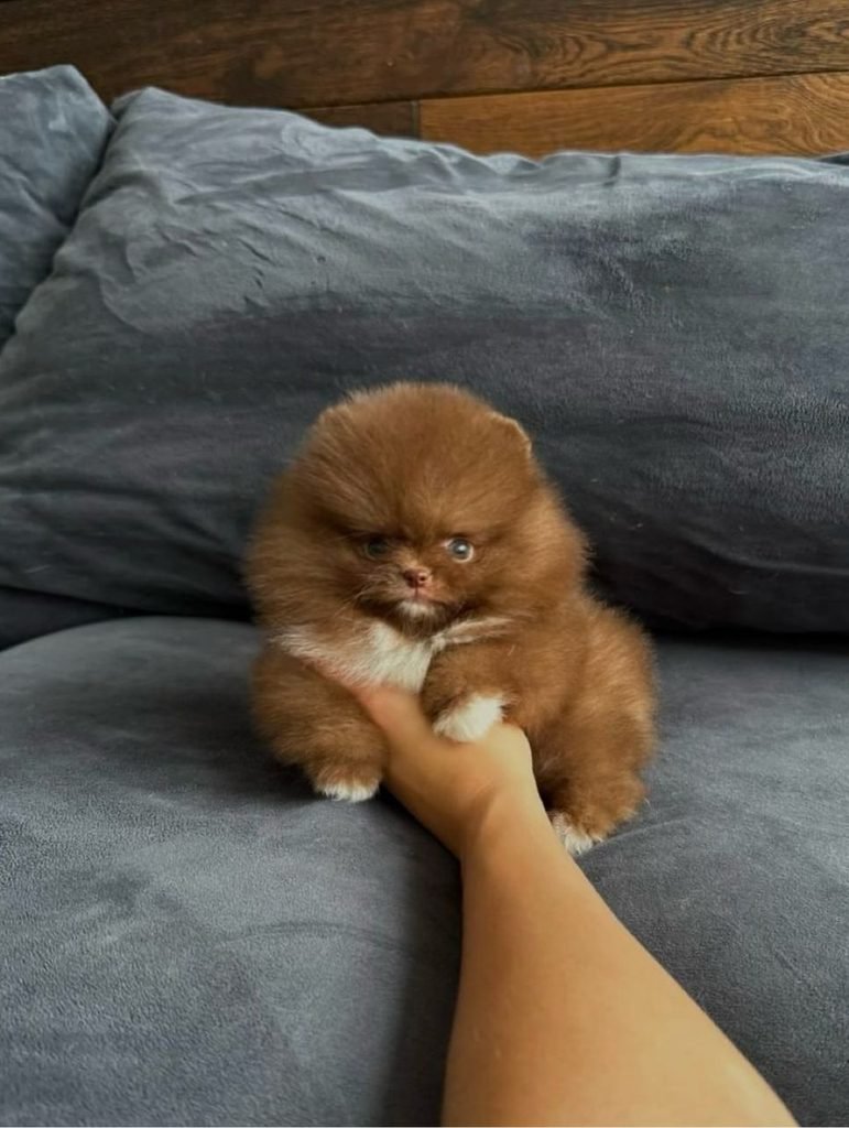 Pomeranian puppies for sale with delivery