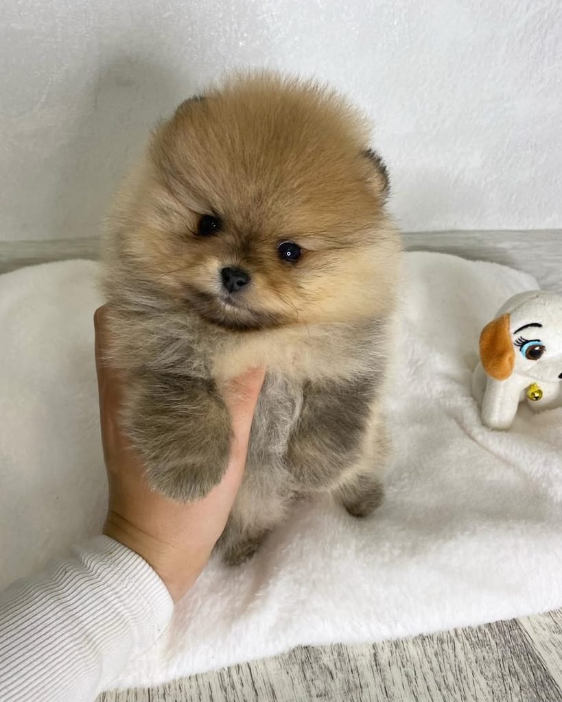 Pomeranian Puppies for Sale in California With Delivery