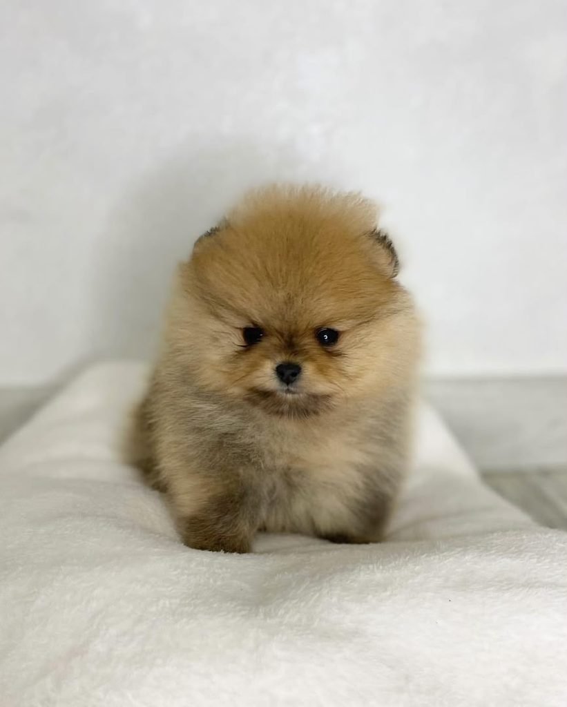 Pomeranian Puppies for Sale in Texas With Delivery