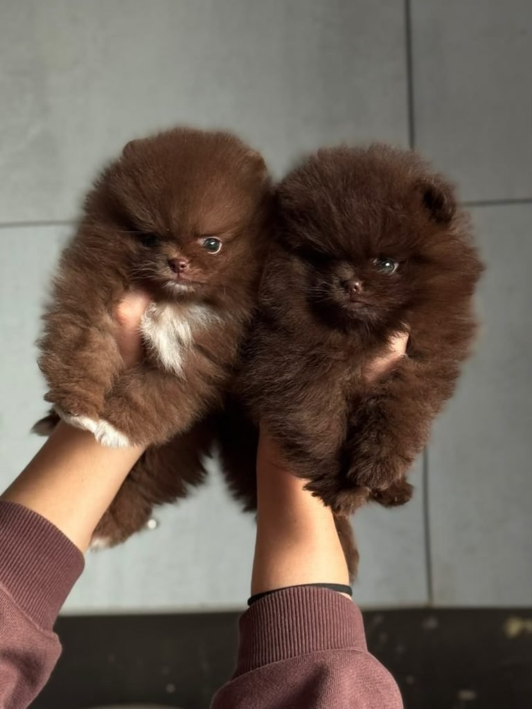 Pomeranian Puppies for Sale in Florida With Delivery