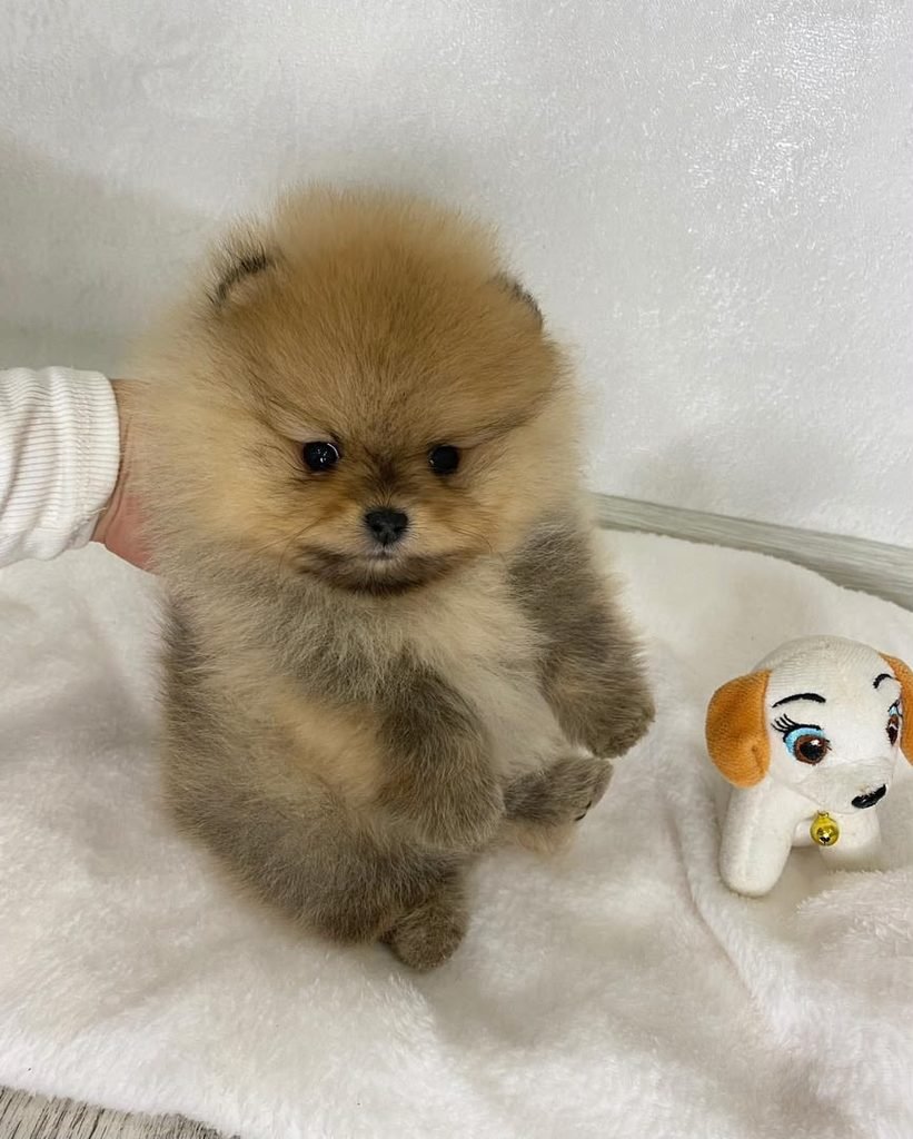 Pomeranian Puppies for Sale in New York With Delivery