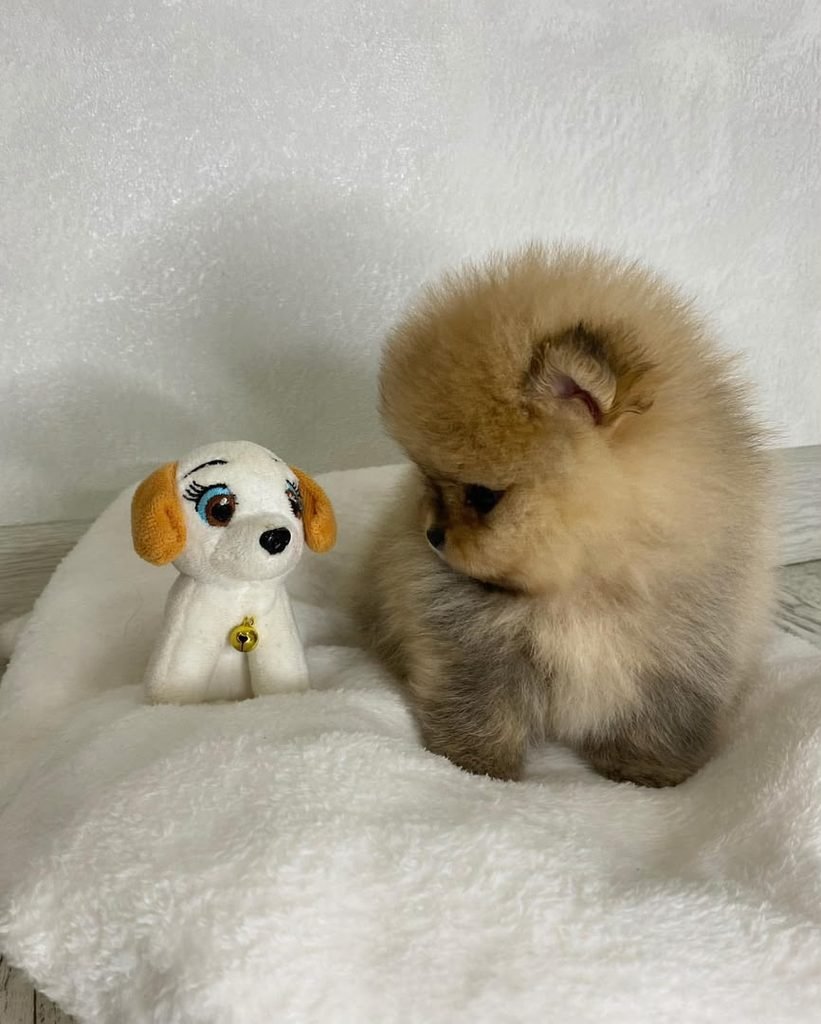 Pomeranian Puppies for Sale in Georgia With Delivery