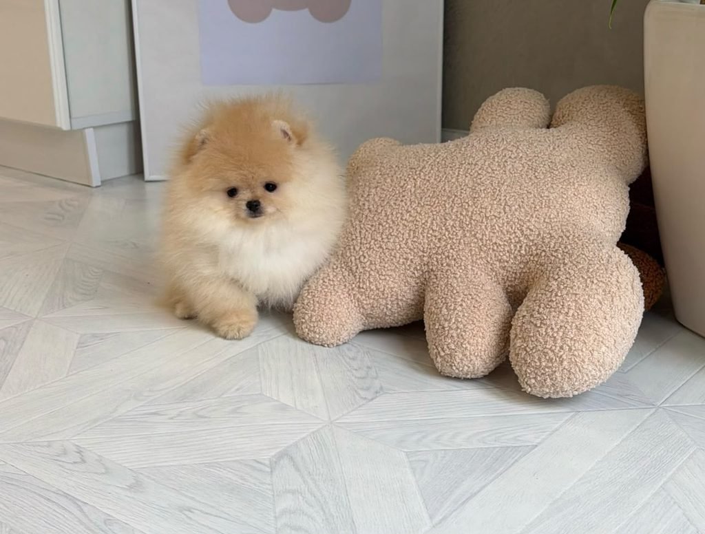 Are Pomeranians Good Family Dogs? Happy Pomeranian with a family