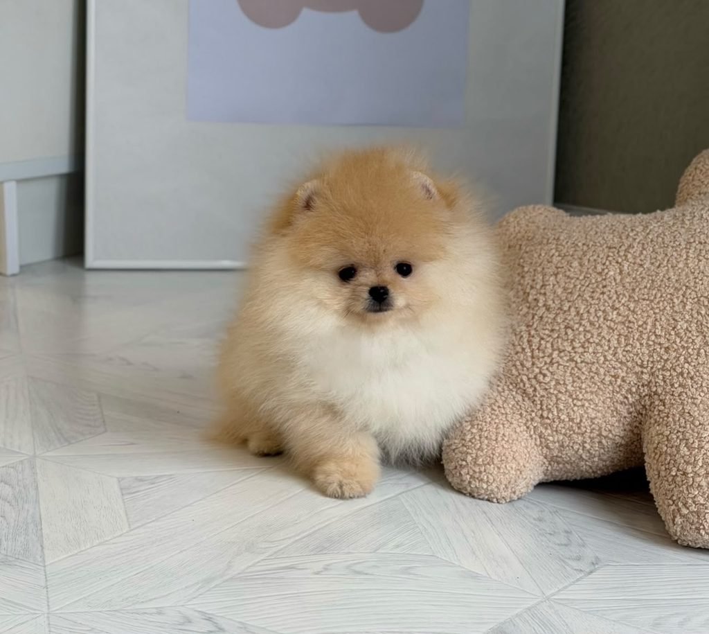 Are Pomeranians Good With Children? Pomeranian playing safely with children