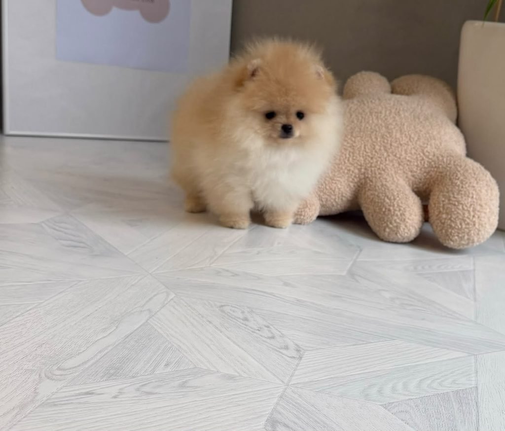 Are Pomeranians Good for First-Time Owners? Beginner owner with a Pomeranian