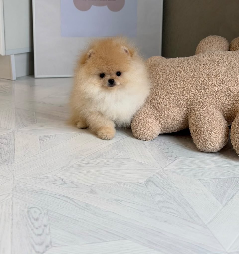 Are Pomeranians Easy to Train? Pomeranian puppy during training