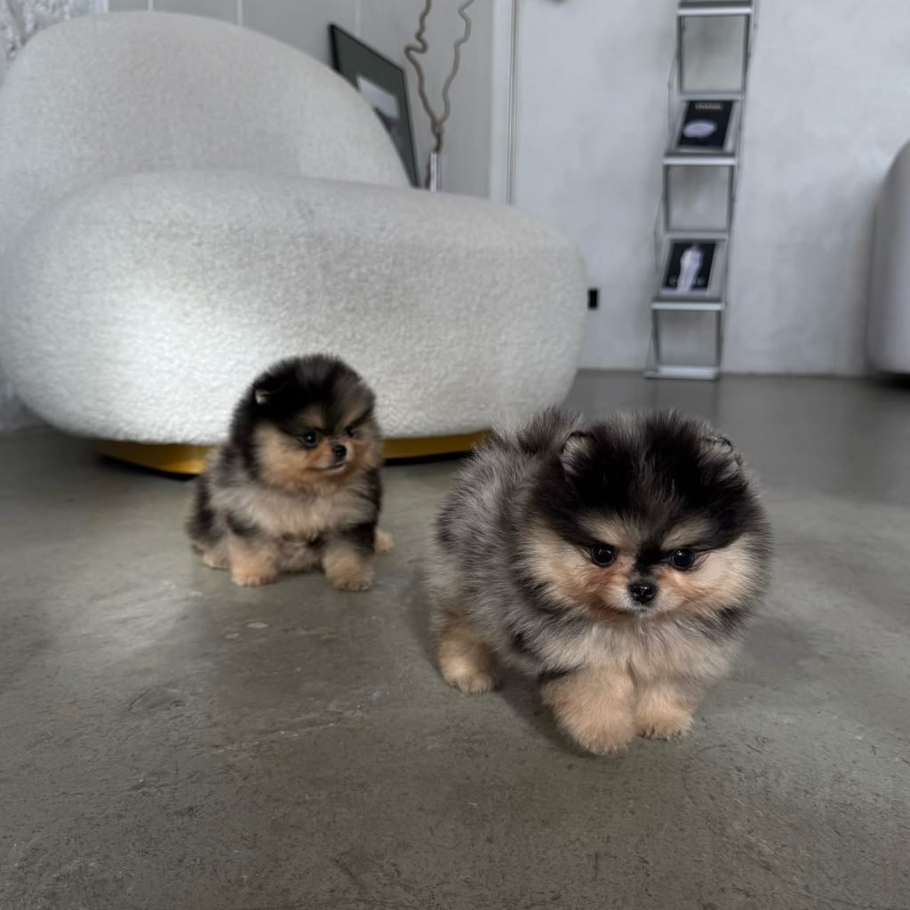 Are Pomeranians High Maintenance? Fluffy Pomeranian receiving daily care