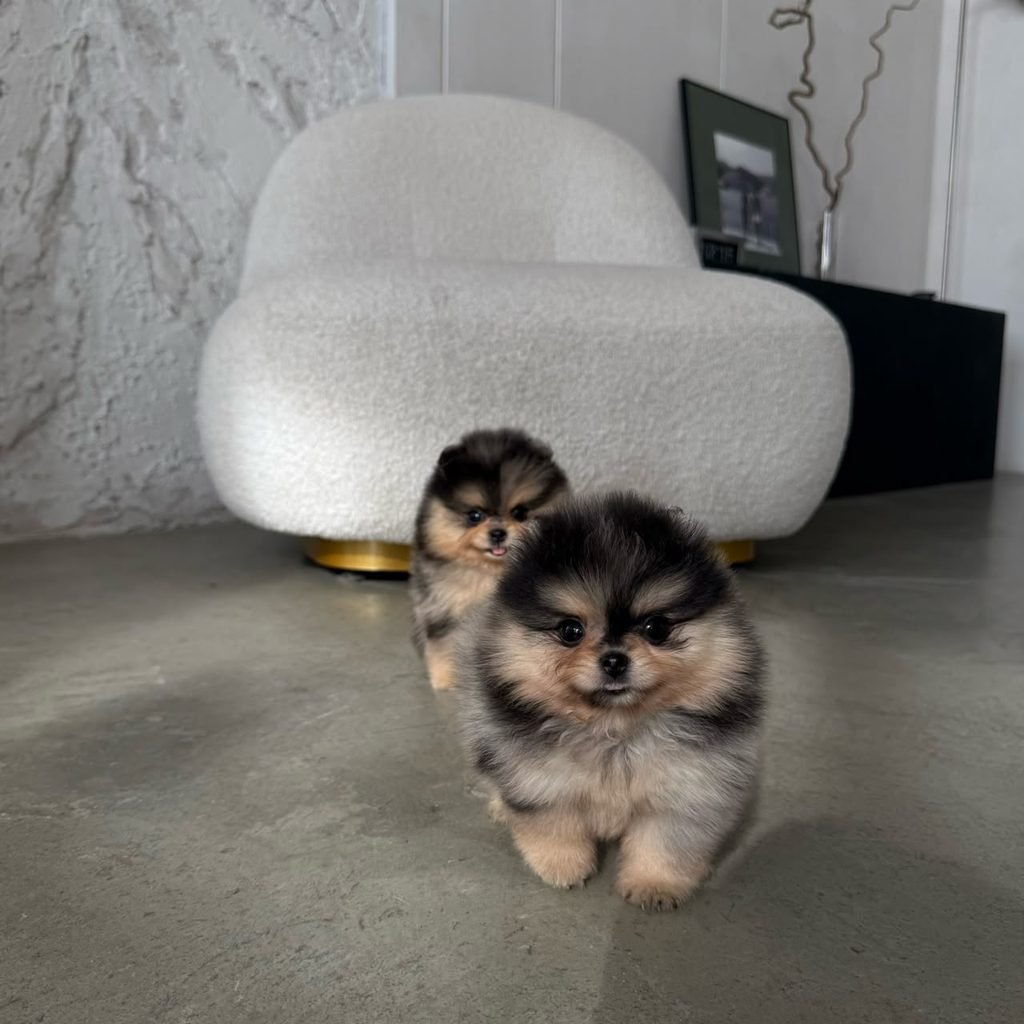 Are Pomeranians Hard to Take Care Of? Pomeranian receiving daily care