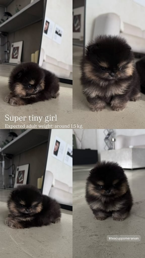 Are Pomeranians Good Indoor Dogs? Pomeranian relaxing inside a home