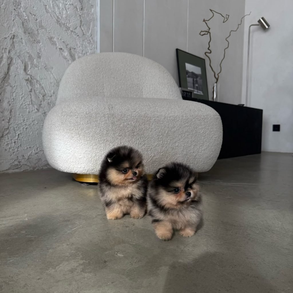 Can Pomeranians Be Left Alone? Pomeranian relaxing at home alone
