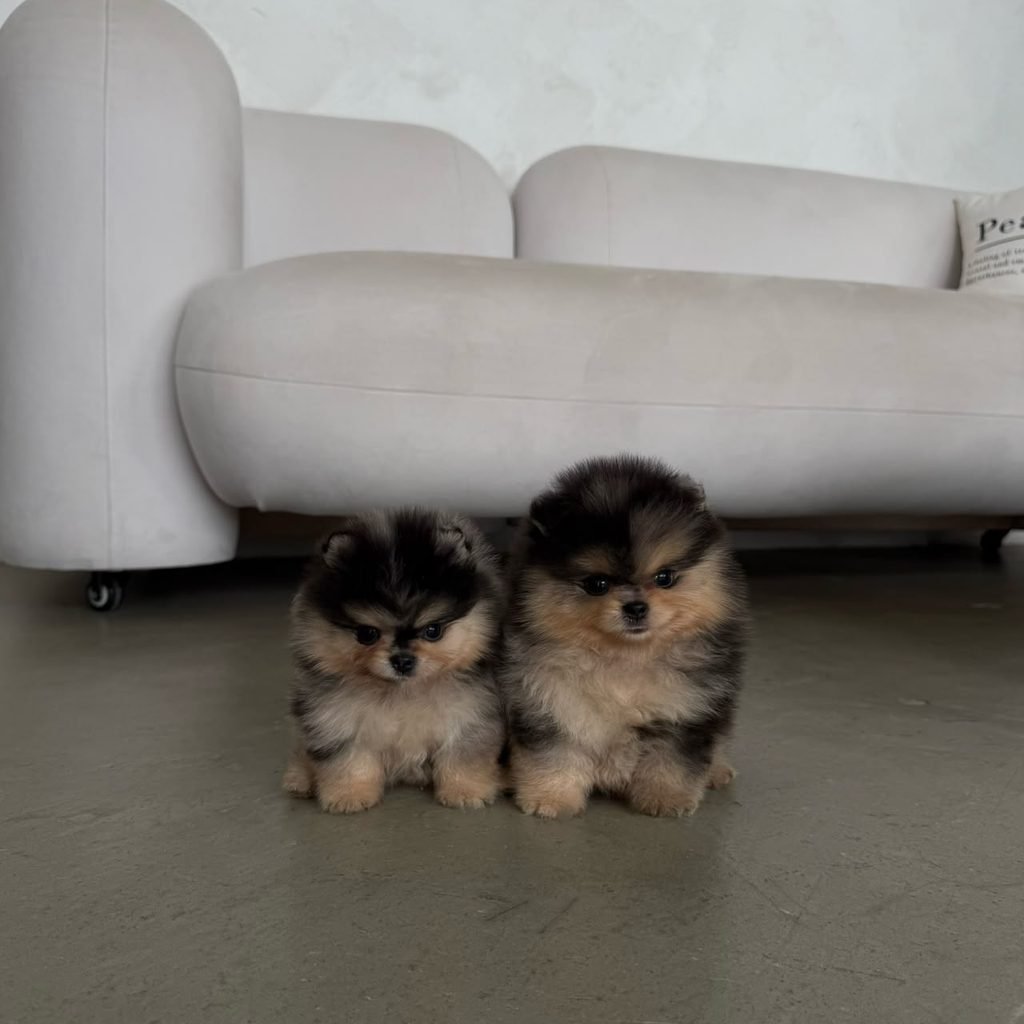 Are Pomeranians Good Companion Dogs? Pomeranian relaxing beside its owner