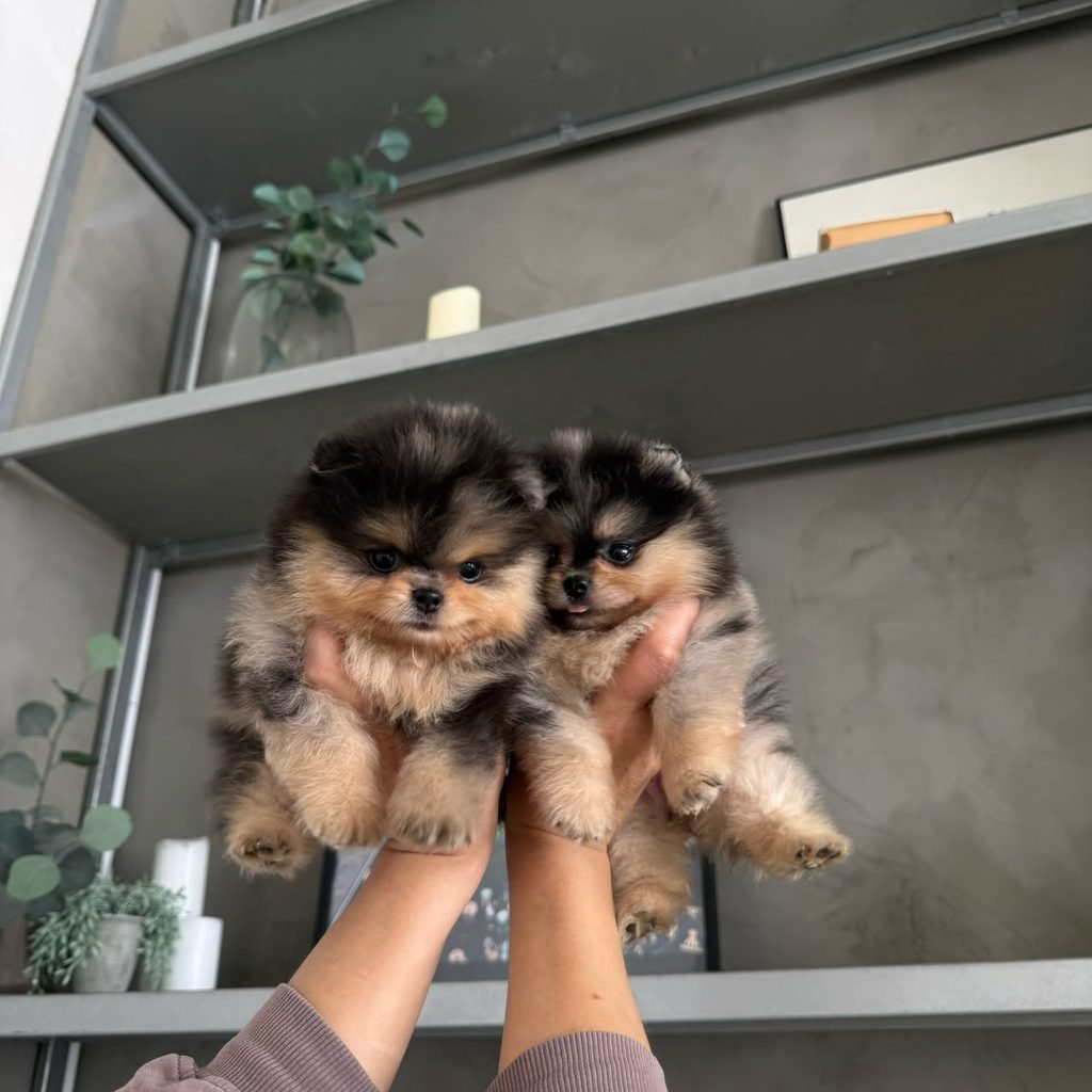 What Age Can a Pomeranian Puppy Go Home? Healthy Pomeranian puppy ready for a new home
