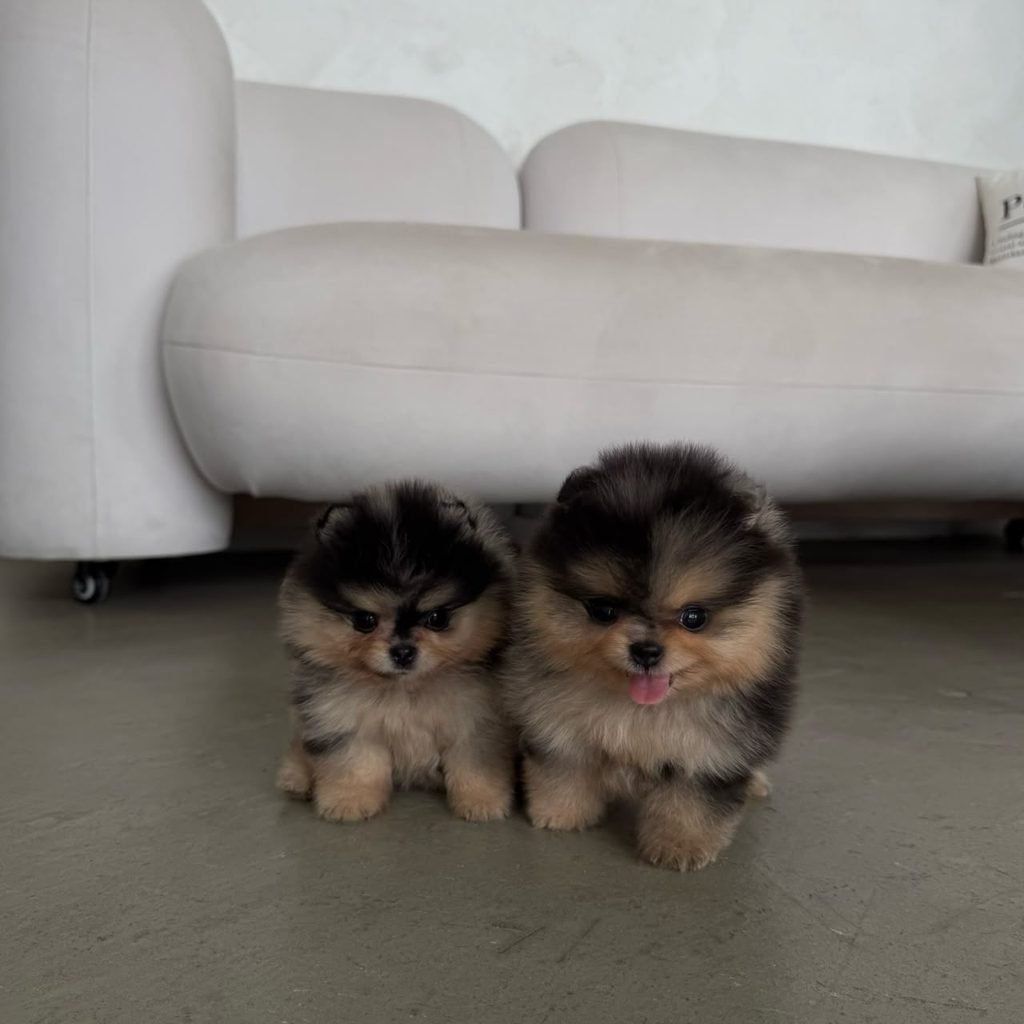When Can Pomeranian Puppies Leave Their Mother? Pomeranian puppies with their mother