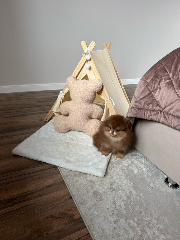 Best Age to Get a Pomeranian Puppy – healthy Pomeranian puppy with its breeder