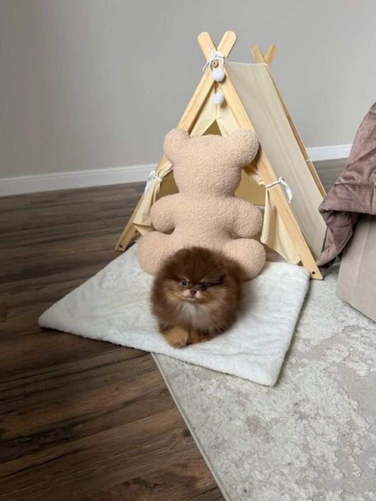 How Old Should a Pomeranian Puppy Be When You Buy One? Healthy Pomeranian puppy with breeder