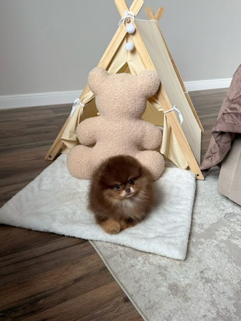 What to Expect When Bringing Home a Pomeranian Puppy – Pomeranian puppy settling into a new home