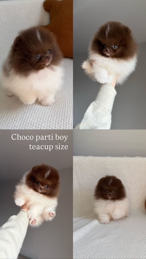 First Week With a Pomeranian Puppy – young Pomeranian settling into a new home