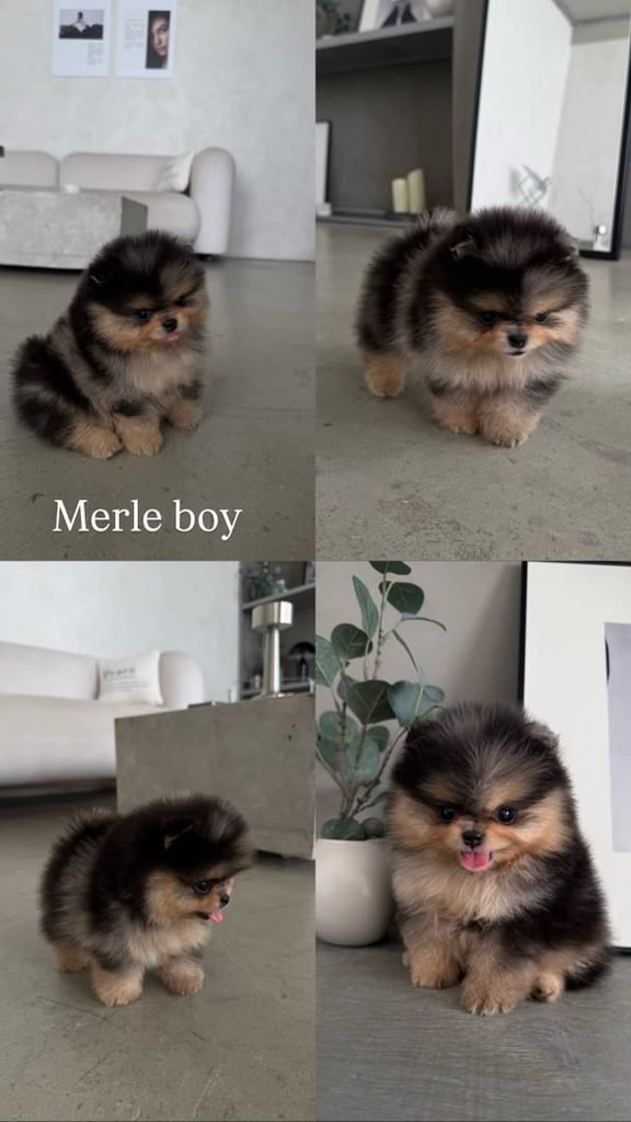 Pomeranian Puppy First Day Home – happy Pomeranian puppy exploring a new house