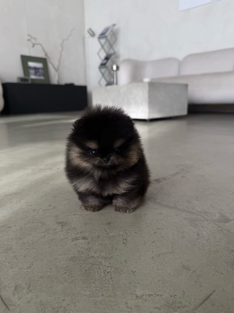 Pomeranian Puppy Checklist for New Owners – essential supplies for a new Pomeranian puppy