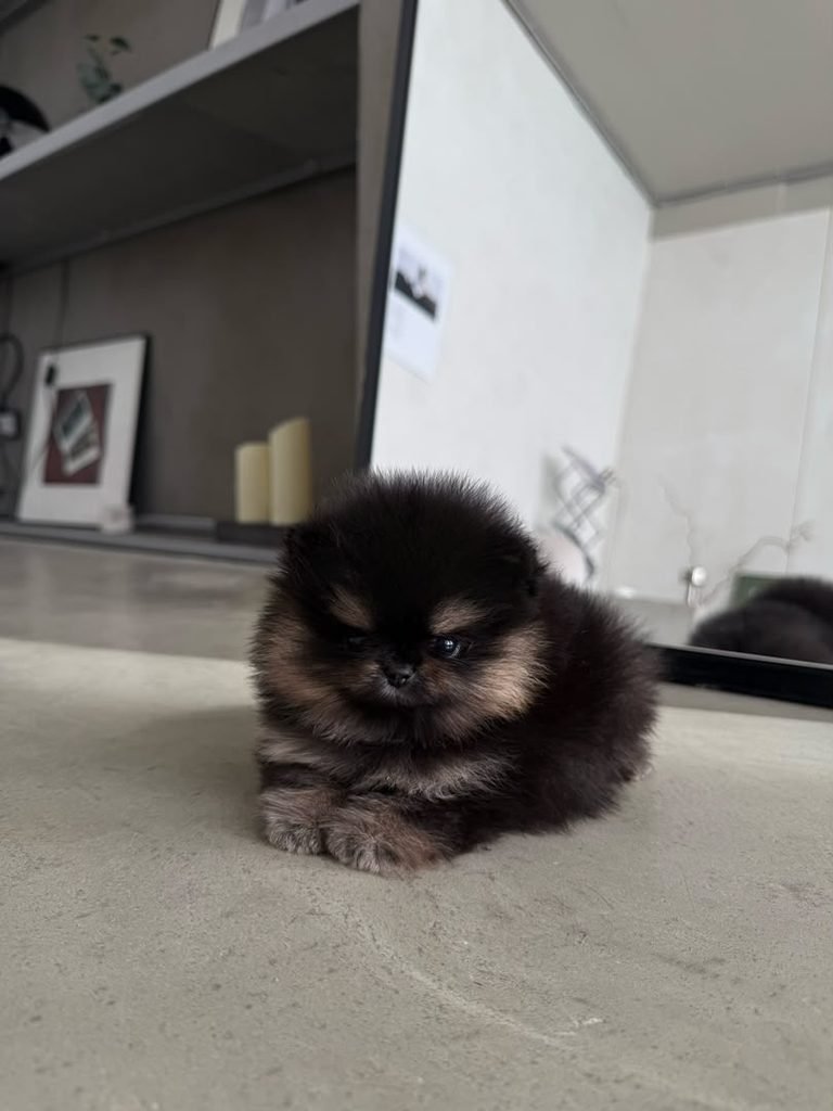 What to Buy Before Bringing Home a Pomeranian Puppy – essential supplies for a new Pomeranian