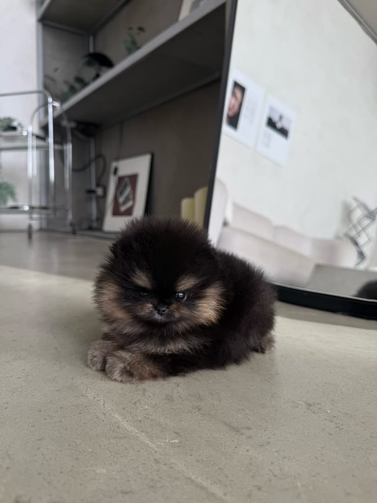 Pomeranian Puppy New Owner Guide – new owner caring for a Pomeranian puppy