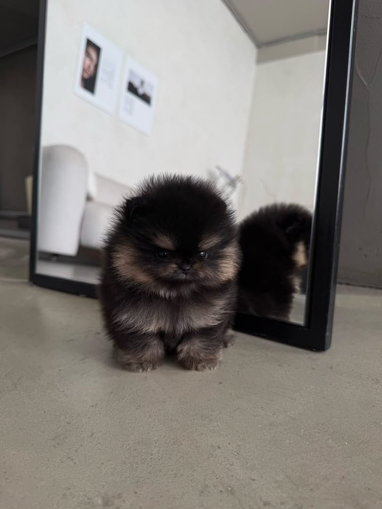 Pomeranian Puppy Care Guide – owner caring for a healthy Pomeranian puppy