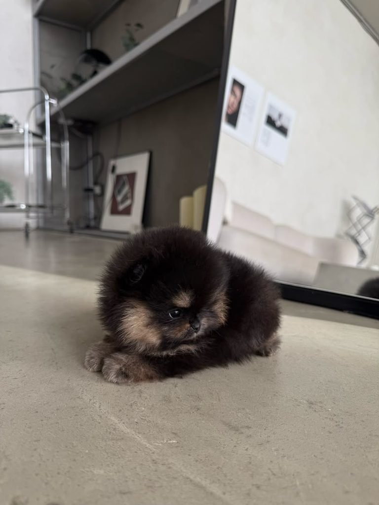 Pomeranian Puppy Daily Routine – puppy following a healthy daily schedule