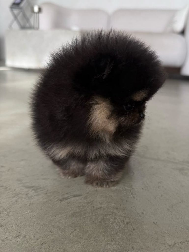 Pomeranian Puppy Feeding Schedule – healthy Pomeranian puppy eating a meal