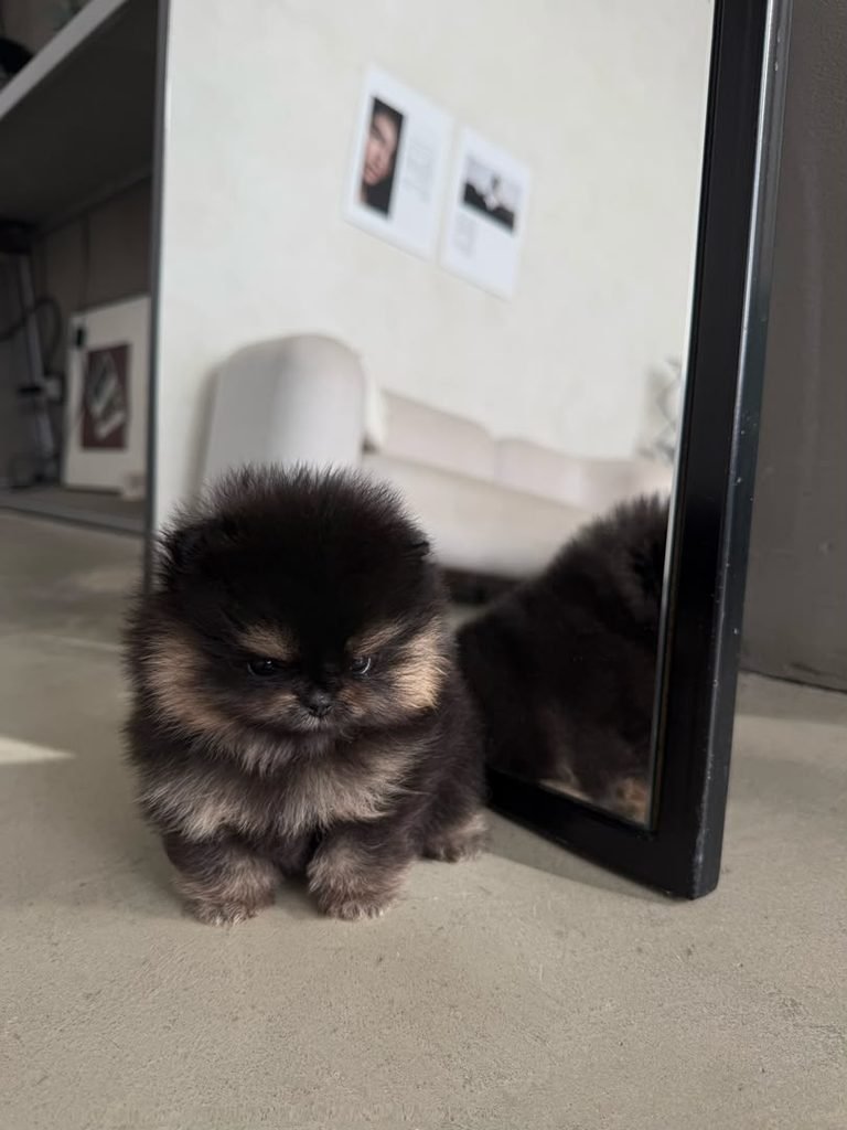 How Often Should You Feed a Pomeranian Puppy? A Pomeranian puppy eating from a food bowl