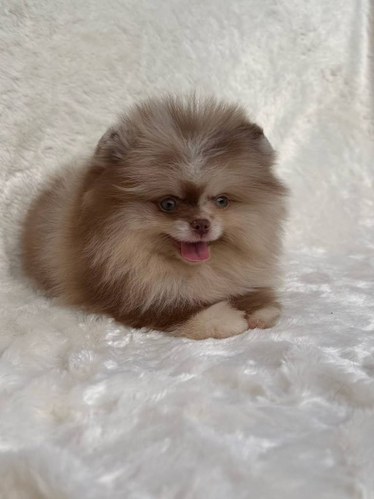 Pomeranian puppy crate training in a comfortable puppy crate